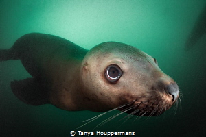 'Little Munchie' - Steller sea lions are the puppies of t... by Tanya Houppermans 